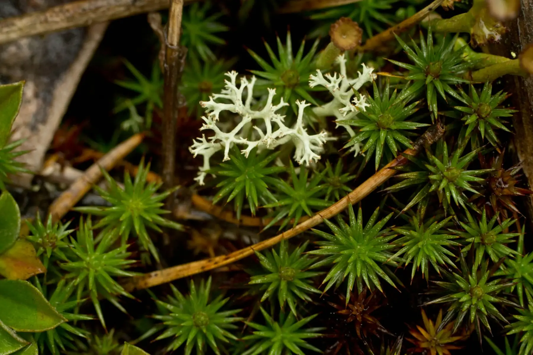 Mușchi verde și licheni pe scoarța unui copac, în lumină blândă de pădure